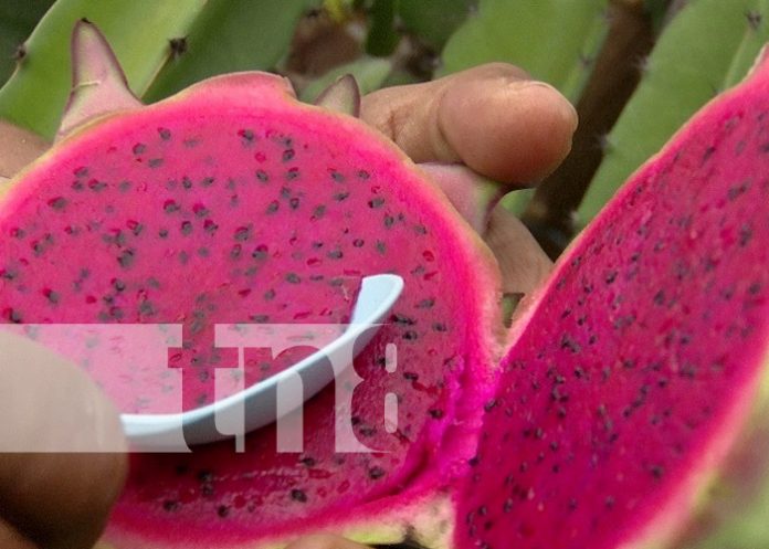 Foto: Cosecha de pitahayas en Ticuantepe / TN8 Foto: Cosecha de pitahayas en Ticuantepe / TN8