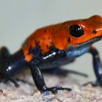 Nicaragua destaca por exportación legal y sostenible de fauna silvestre Foto: Fauna silvestre en Nicaragua /cortesía