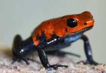 Foto: Fauna silvestre en Nicaragua /cortesía