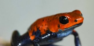 Foto: Fauna silvestre en Nicaragua /cortesía