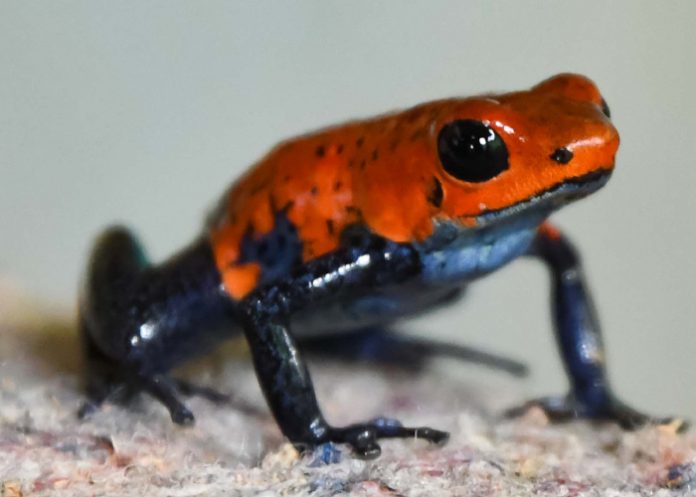 Foto: Fauna silvestre en Nicaragua /cortesía