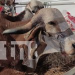 Ganaderías nicaragüenses exhiben su mejor genética en la Feria Agostina 2025 Foto: Ganaderías presentes en feria Agostina 2025/TN8