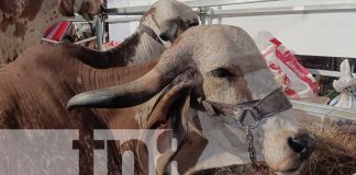 Foto: Ganaderías presentes en feria Agostina 2025/TN8