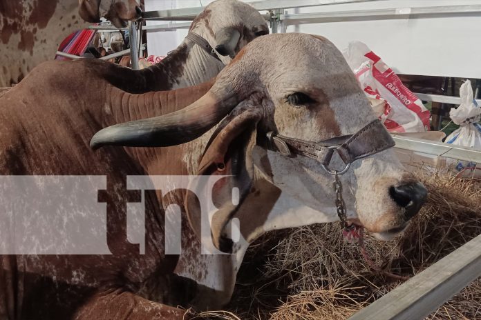 Foto: Ganaderías presentes en feria Agostina 2025/TN8