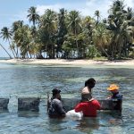 Wild Cane Cay, escenario del nuevo impulso al cultivo de ostión de mangle