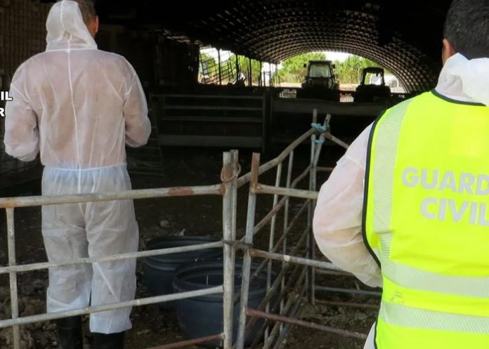 Foto: Detienen a granjero en España por dejar morir a más de 50 animales / Cortesía