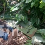 Crimen brutal en Jinotega: Anciano hallado semienterrado entre hojas Foto: Dos asesinatos en un mes en Jinotega/ TN8