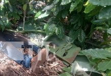 Crimen brutal en Jinotega: Anciano hallado semienterrado entre hojas Foto: Dos asesinatos en un mes en Jinotega/ TN8