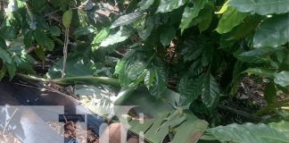 Foto: Dos asesinatos en un mes en Jinotega/ TN8