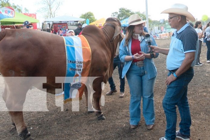 1 Foto: Feria Ganadera Internacional de Managua cierra con ventas récord/TN8