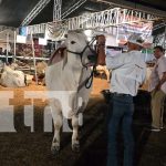 Foto: ¡Inauguran la Feria Ganadera Agostina! Managua se viste de gala con ganadería de élite/TN8