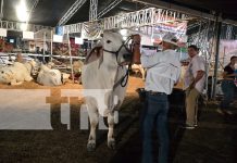 Foto: ¡Inauguran la Feria Ganadera Agostina! Managua se viste de gala con ganadería de élite/TN8