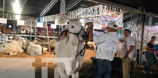 Foto: ¡Inauguran la Feria Ganadera Agostina! Managua se viste de gala con ganadería de élite/TN8