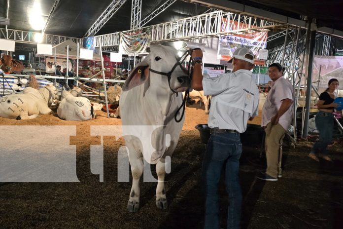 Foto: ¡Inauguran la Feria Ganadera Agostina! Managua se viste de gala con ganadería de élite/TN8