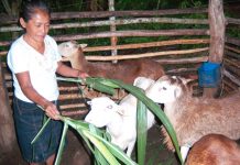 Ovinocultura en Nicaragua crece: 68 mil cabezas de pelibuey y otras ovejas en 2025