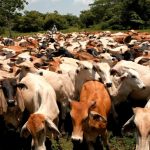 Sanidad, producción y exportación: Nicaragua se afianza como potencia ganadera Foto: Nicaragua brilla en la región con su ganadería / TN8