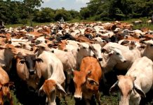 Sanidad, producción y exportación: Nicaragua se afianza como potencia ganadera Foto: Nicaragua brilla en la región con su ganadería / TN8