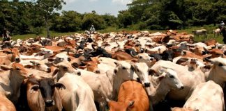 Foto: Nicaragua brilla en la región con su ganadería / TN8