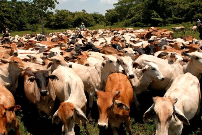 Foto: Nicaragua brilla en la región con su ganadería / TN8 Foto: Nicaragua brilla en la región con su ganadería / TN8