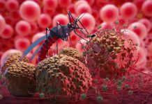 Foto: Disminuyen los casos de Malaria / Cortesía