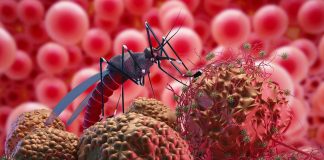 Foto: Disminuyen los casos de Malaria / Cortesía