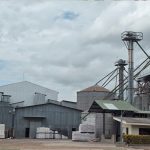 Nicaragua acopia 9.1 millones de quintales de arroz hasta julio 2025