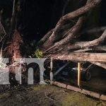 Foto: Chilamate se desploma sobre 4 vehículos en Managua y deja grandes pérdidas económicas/TN8