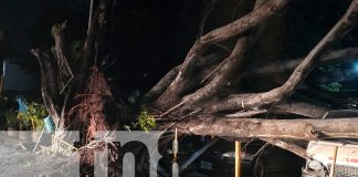 Foto: Chilamate se desploma sobre 4 vehículos en Managua y deja grandes pérdidas económicas/TN8