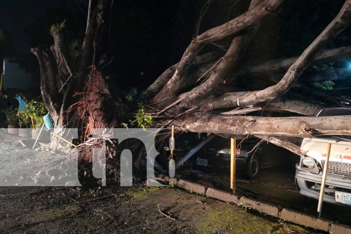 1 Foto: Chilamate se desploma sobre 4 vehículos en Managua y deja grandes pérdidas económicas/TN8