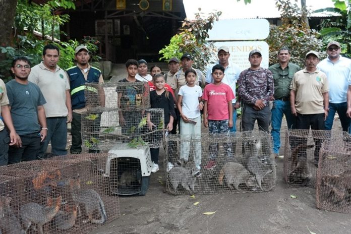 1 Foto:MARENA celebra rescate y liberación de fauna rehabilitada/CortesíaFoto:MARENA celebra rescate y liberación de fauna rehabilitada/Cortesía
