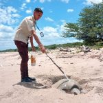 MARENA y Ejército resguardan arribada de tortugas Paslama en Santa Teresa Foto: MARENA resguarda la arribada de tortugas Paslama en Carazo/Cortesía