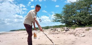 Foto: MARENA resguarda la arribada de tortugas Paslama en Carazo/Cortesía