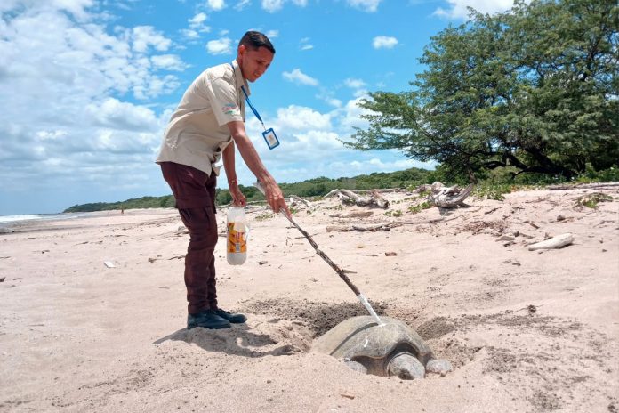 Foto: MARENA resguarda la arribada de tortugas Paslama en Carazo/Cortesía