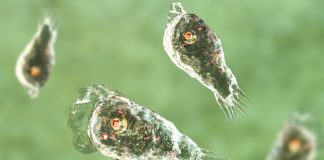 Foto: Mortífera 'ameba comecerebro' en agua potable en Australia /Cortesía