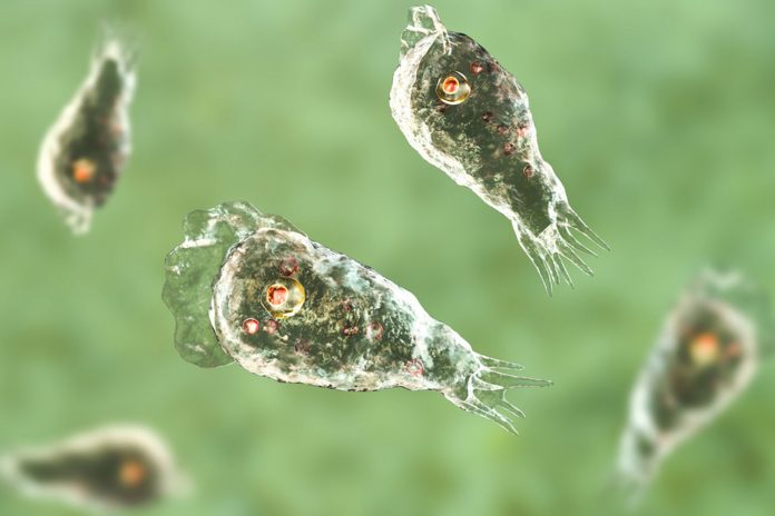 Foto: Mortífera 'ameba comecerebro' en agua potable en Australia /Cortesía