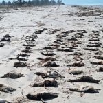Pingüinos de Magallanes hallados sin vida en playas de São Paulo Foto:Hallan 739 pingüinos muertos en playas de São Paulo/TN8