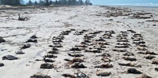 Foto:Hallan 739 pingüinos muertos en playas de São Paulo/TN8