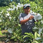 Guayaba: cultivo tradicional con amplia presencia en la agroindustria nacional Foto: Guayaba: cultivo tradicional con amplia presencia en la agroindustria nacional/Cortesía