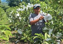 Foto: Guayaba: cultivo tradicional con amplia presencia en la agroindustria nacional/Cortesía
