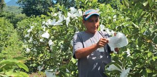 Foto: Guayaba: cultivo tradicional con amplia presencia en la agroindustria nacional/Cortesía
