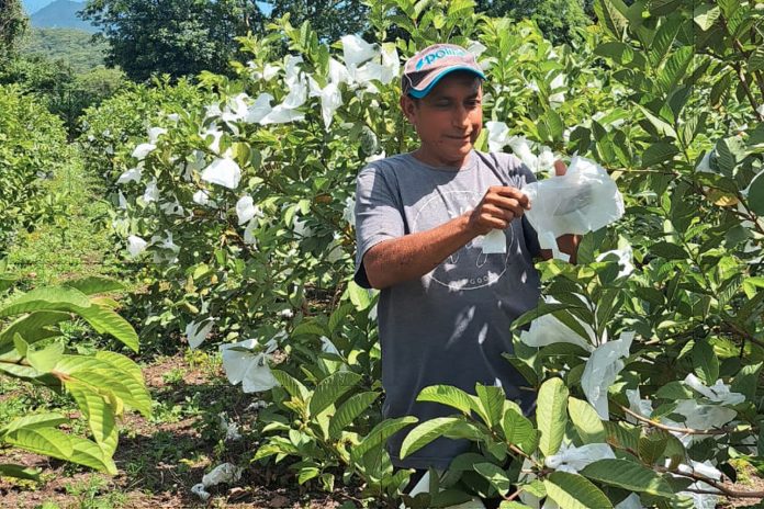 11 Foto: Guayaba: cultivo tradicional con amplia presencia en la agroindustria nacional/Cortesía
