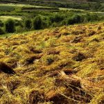 Manzanilla impulsa la economía rural en San Nicolás, Estelí Foto: Manzanilla impulsa la economía rural en San Nicolás, Estelí /Cortesía