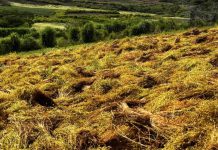 Foto: Manzanilla impulsa la economía rural en San Nicolás, Estelí /Cortesía