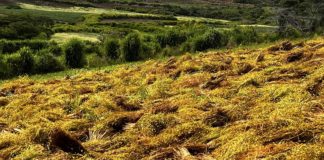 Foto: Manzanilla impulsa la economía rural en San Nicolás, Estelí /Cortesía