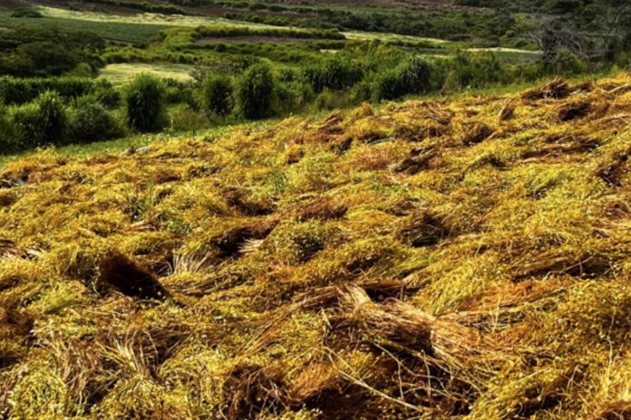 Foto: Manzanilla impulsa la economía rural en San Nicolás, Estelí /Cortesía Foto: Manzanilla impulsa la economía rural en San Nicolás, Estelí /Cortesía
