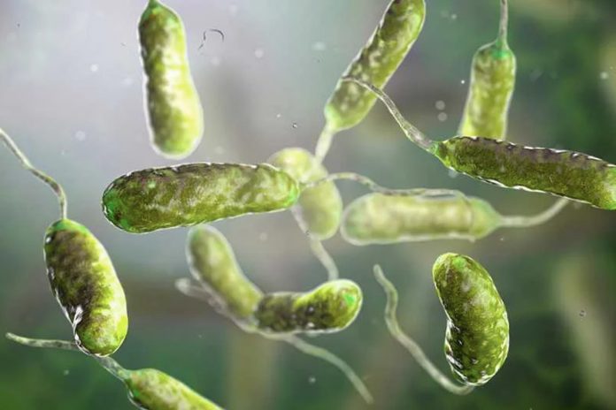 Foto: Temor en EE.UU. por bacteria que mata /Cortesía