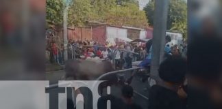 Foto: Joven muere tras ser embestido por semoviente en evento de “Vacas Culonas” en Managua/TN8
