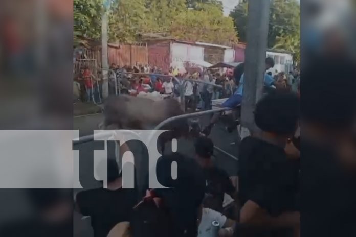 2 Foto: Joven muere tras ser embestido por semoviente en evento de “Vacas Culonas” en Managua/TN8