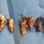 Nicaragua registra más de 399,000 libras de cúrcuma acopiadas en 2025