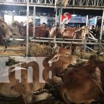 ¡Ni la lluvia los detuvo! Reportan excelentes ventas en la Feria Ganadera 2025 en Managua Foto: ¡Ni la lluvia los detuvo! Reportan excelentes ventas en la Feria Ganadera 2025 en Managua/TN8